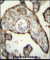 MNDA Antibody (N-term)